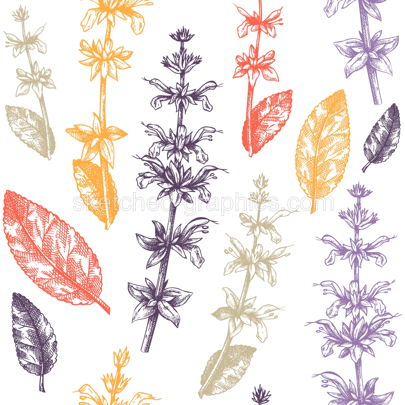 Herbal pattern with sage leaves and flowers in color. Common Sage vector illustration. Hand-drawn medical herbs elements. Engraved style herbal plant backdrop. Culinary sage seamless background.  Illustration